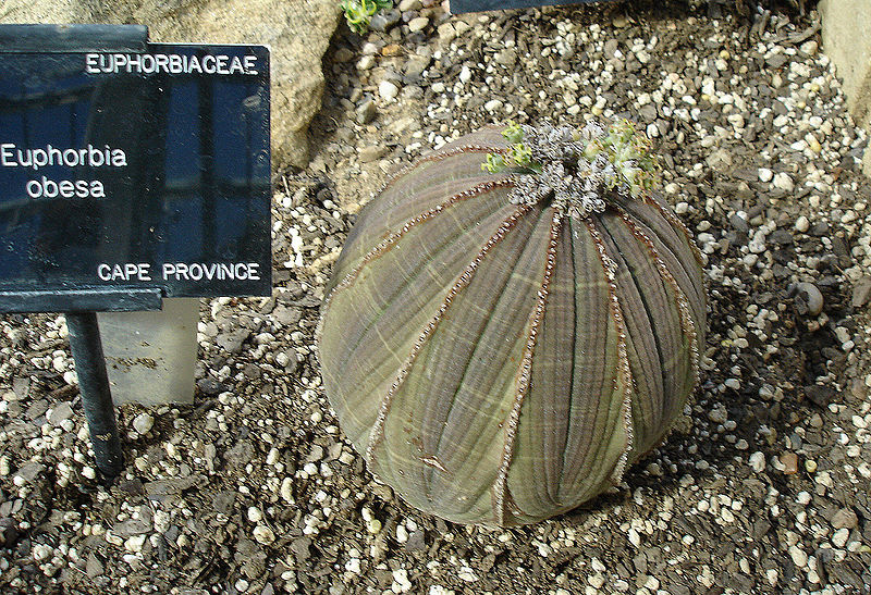 800px-Euphorbia_obesa.jpg