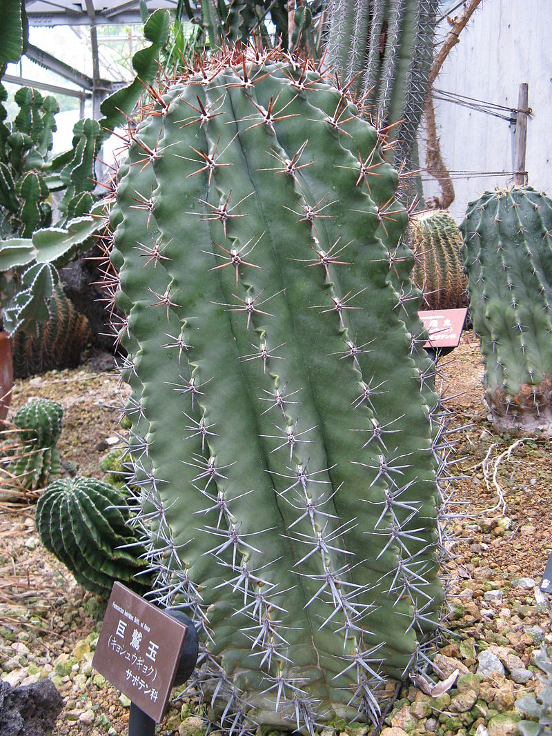800px-Ferocactus_horridus1.jpg