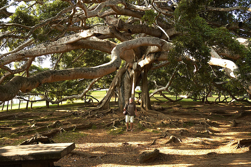 800px-Ficus_benjamina_B.jpg