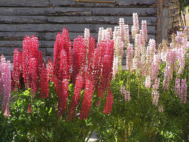 800px-Flores_de_lupino_%28Ushuaia%29.jpg
