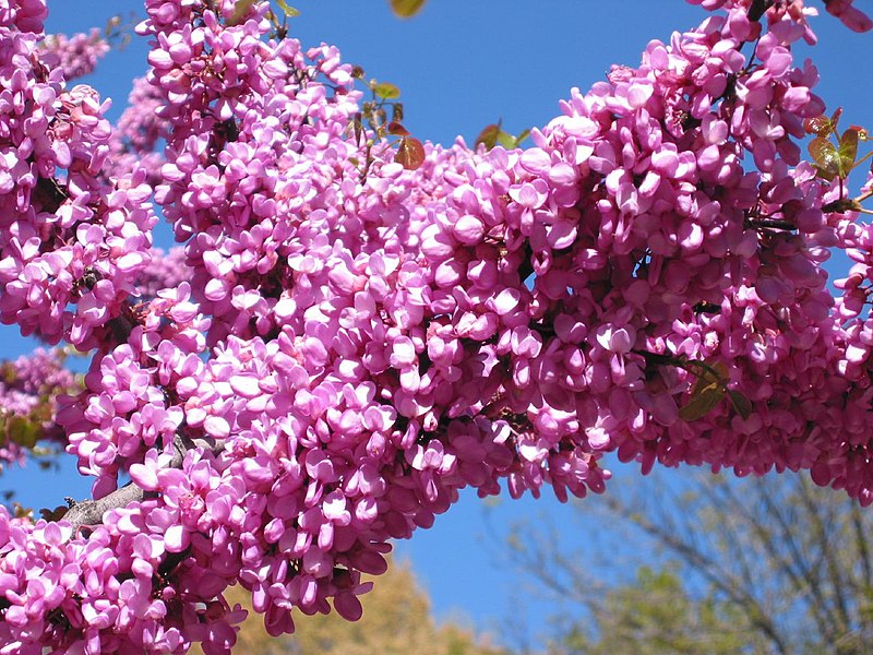 800px-Flores_del_%C3%A1rbol_del_amor.jpg