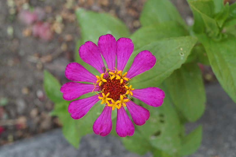 800px-Flower_I.JPG