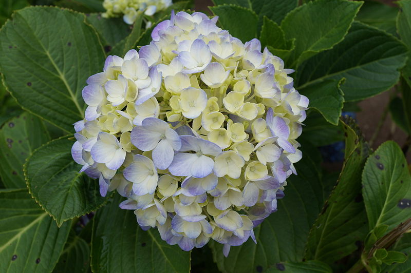 800px-Flower_II.JPG