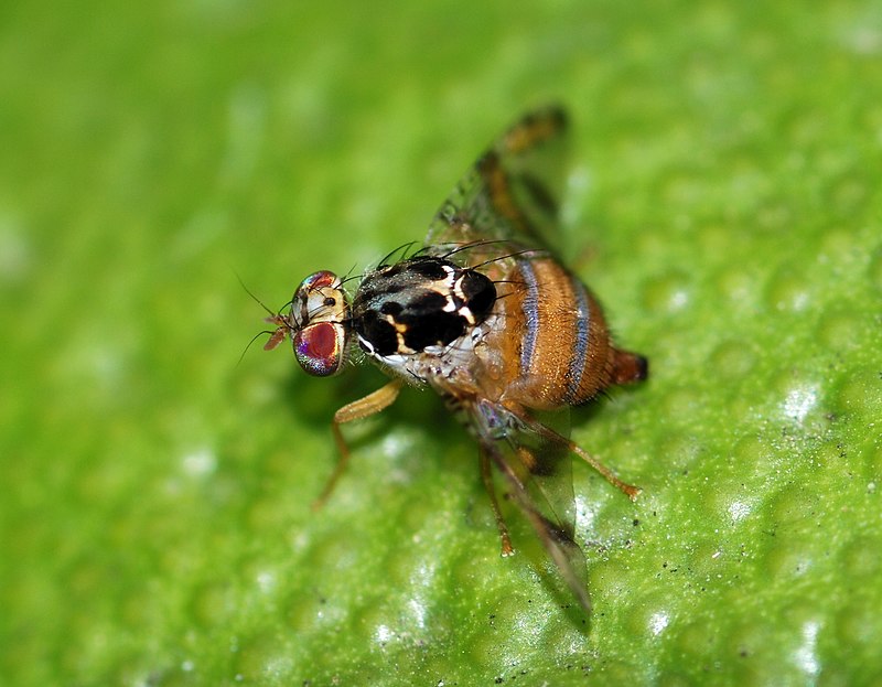 800px-Fly_October_2008-4.jpg