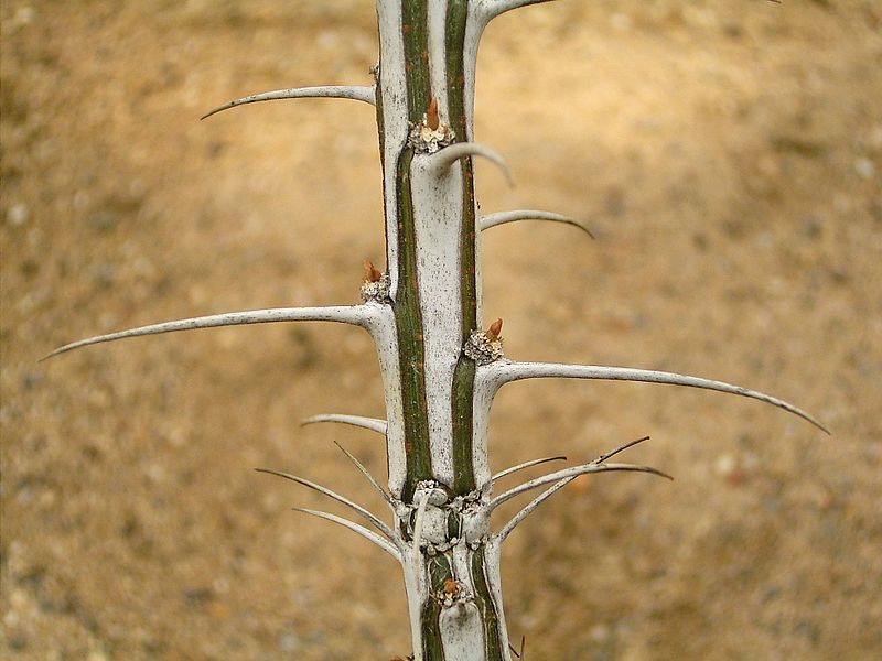 800px-Fouquieria_splendens_01_ies.jpg