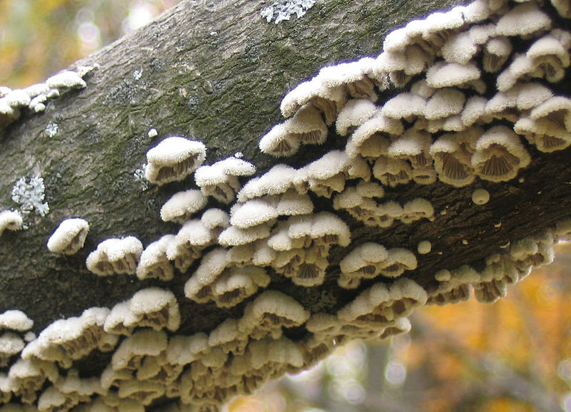 800px-Fuzzy_Fungi_%28Schizophyllum_commune%29.jpg
