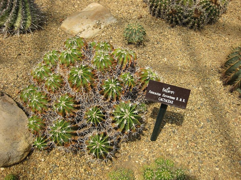 800px-Gardenology.org-IMG_7478_qsbg11mar.jpg
