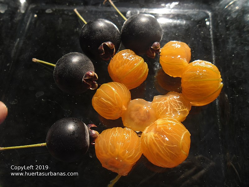 800px-Guabiju_guaviyu_myrcianthes_pungens_copyleft-_-tropicalfruitseeds-com_6287.JPG