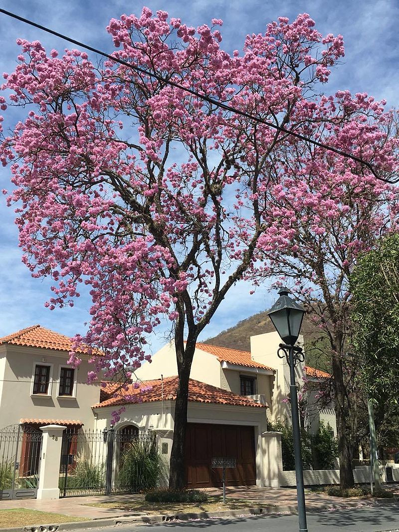 800px-Handroanthus_impetiginosus_%28lapacho_rosado%29_florecido.jpg