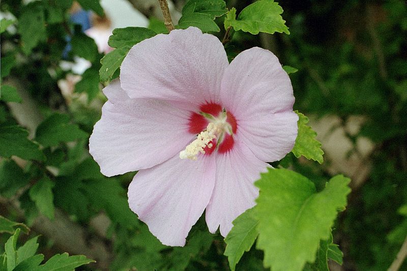 800px-Hibiscus_Syriacus.JPG