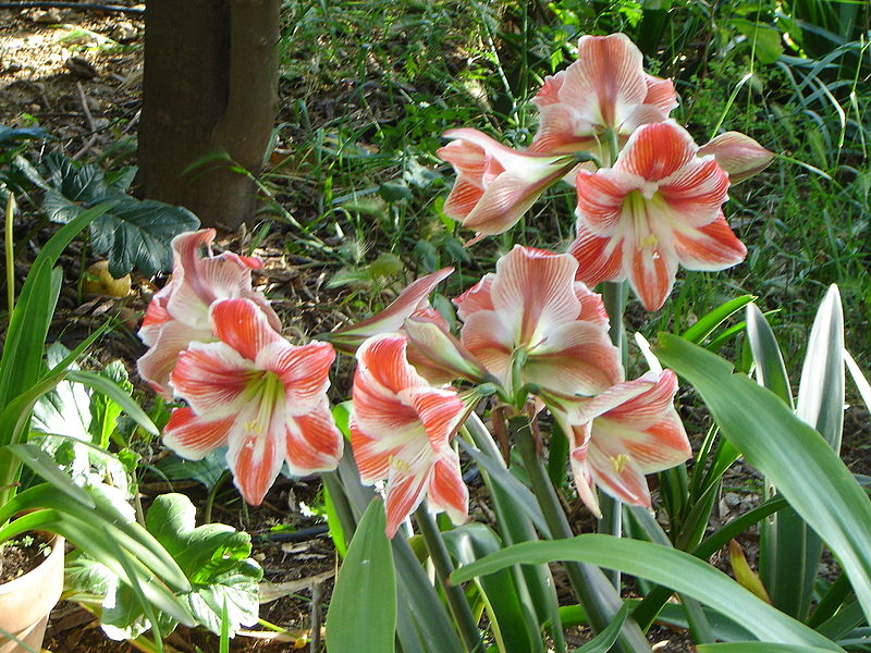 800px-Hippeastrum_growing_among_Crinum_lillies_in_my_garden_May_2009.JPG
