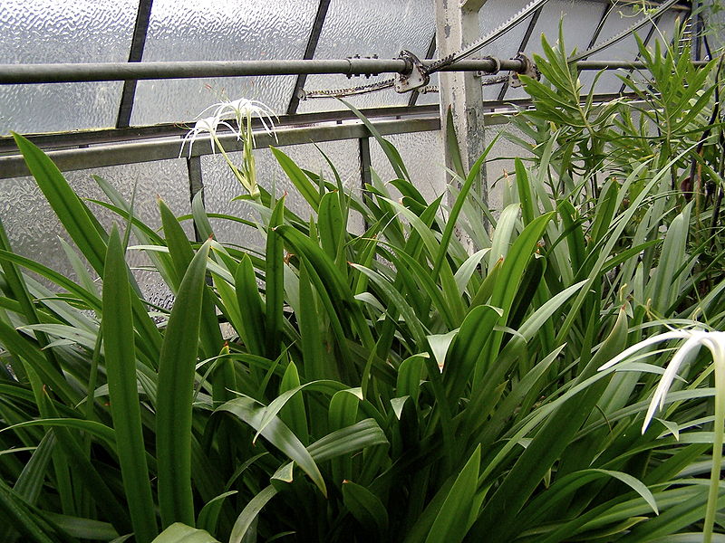 800px-Hymenocallis_littoralis_002.jpg