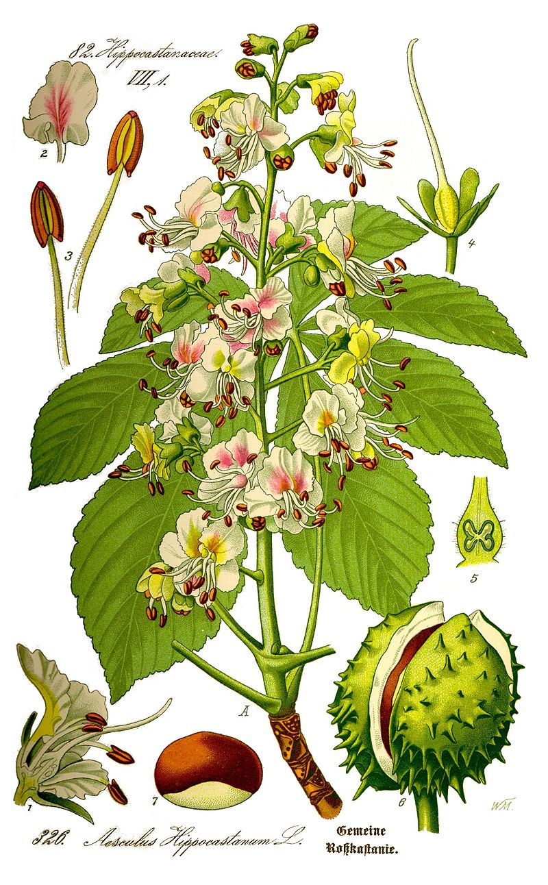 800px-Illustration_Aesculus_hippocastanum0_clean.jpg