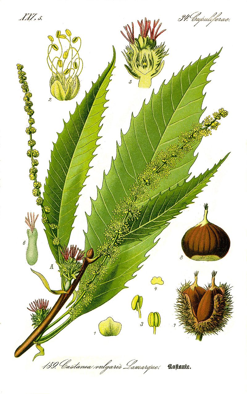 800px-Illustration_Castanea_sativa0_clean.jpg