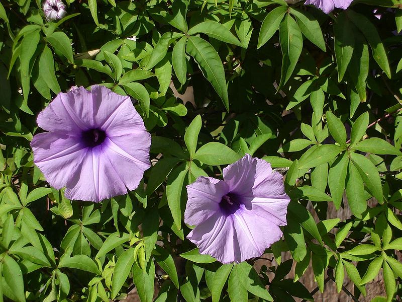 800px-Ipomoea_cairica.jpg