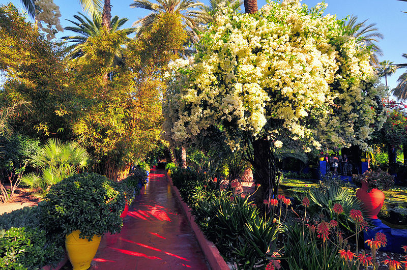800px-Jardin_des_majorelle_18.JPG