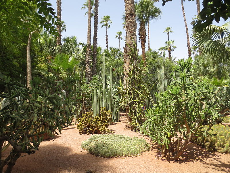 800px-Jardin_Majorelle_018.JPG