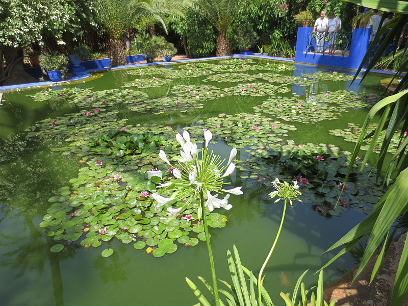 800px-Jardin_Majorelle_033.JPG