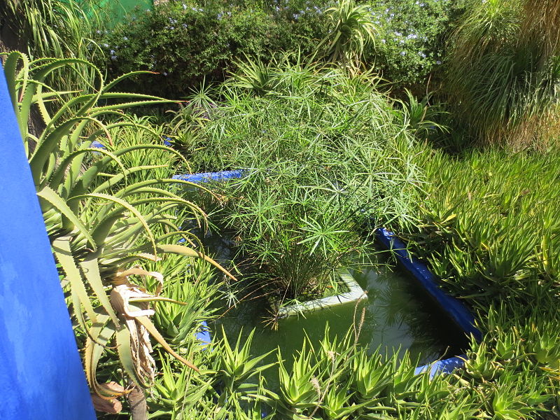 800px-Jardin_Majorelle_035.JPG