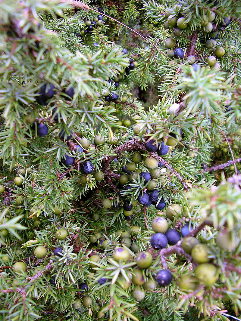 800px-Juniperus_communis_at_Valjala_on_2005-08-11.jpg