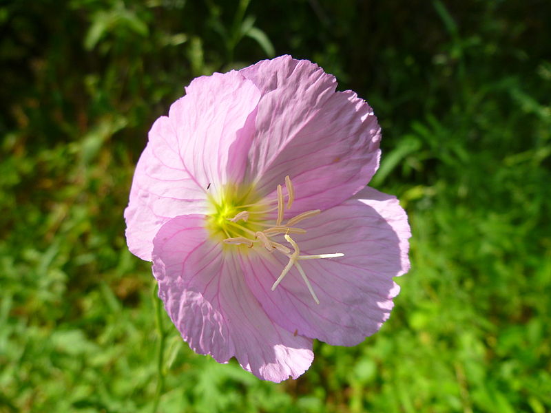 800px-Little_Bug.JPG