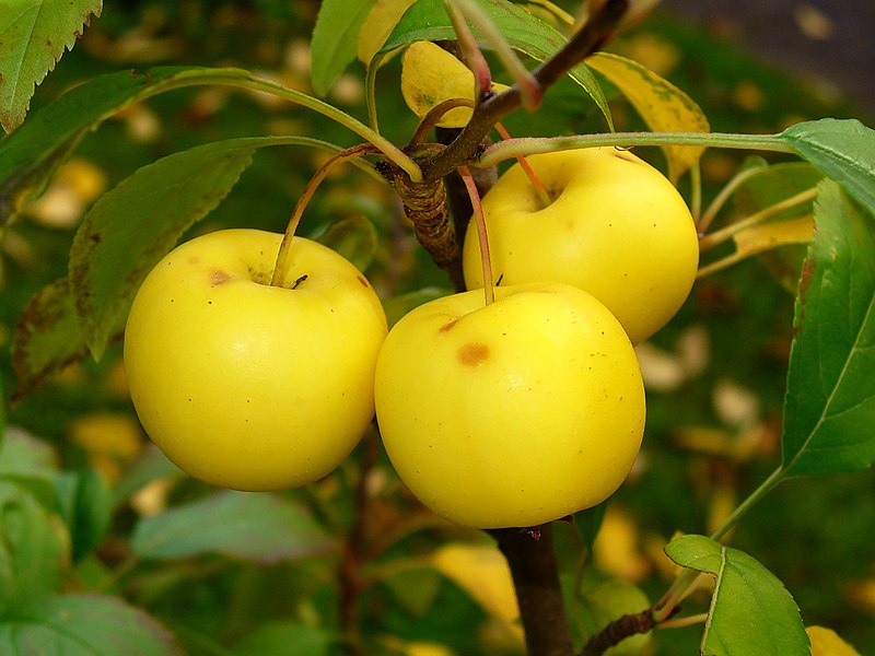 800px-Malus_sylvestris_005.JPG