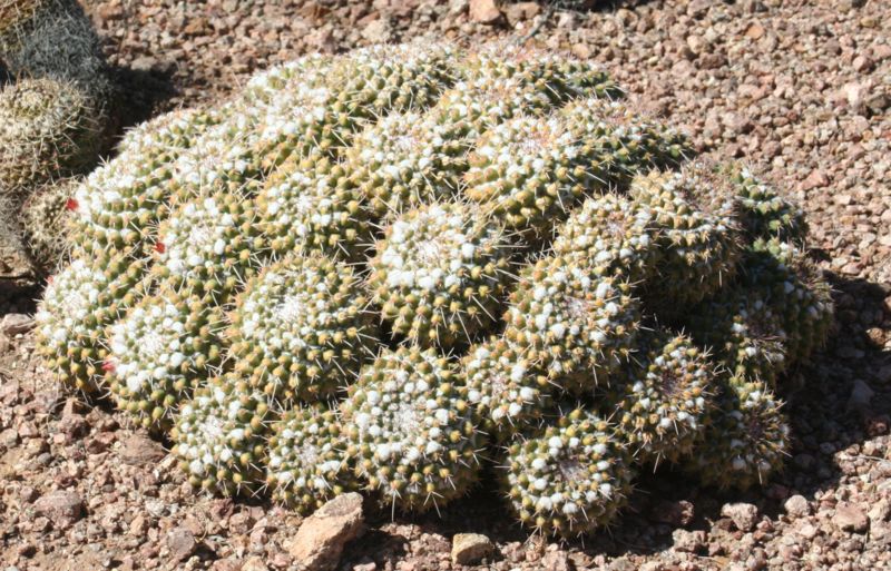 800px-Mammillaria_polythele_ssp_durispina_-_Desert_Botanical_Garden.jpg