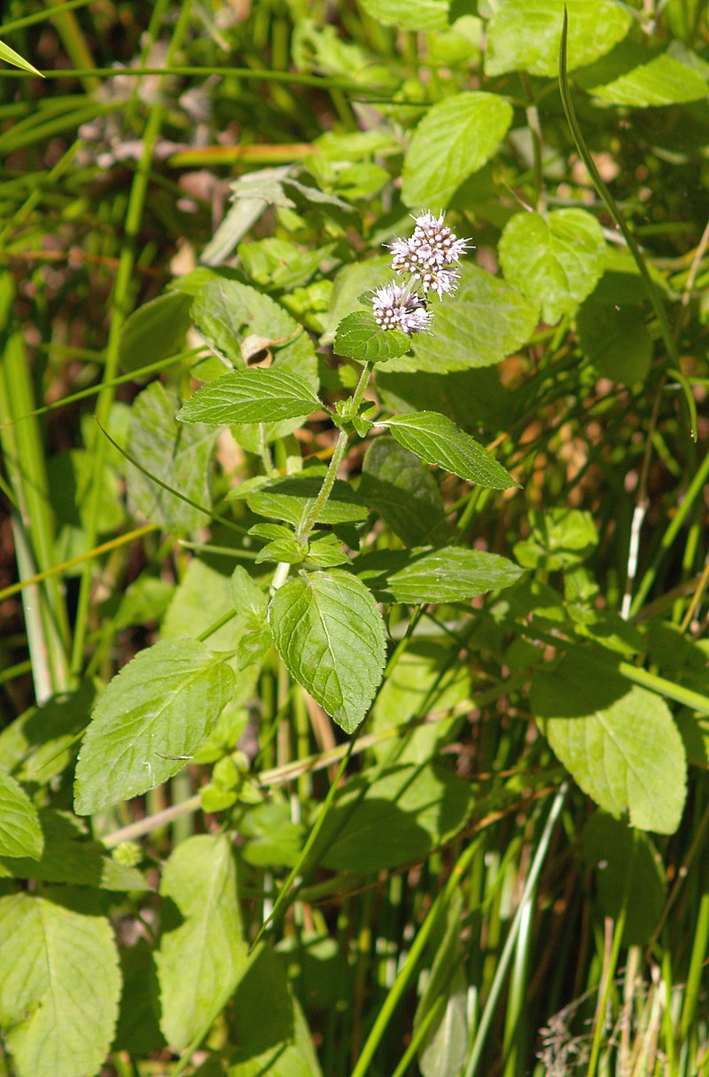 800px-Mentha_aquatica_LC0099.jpg
