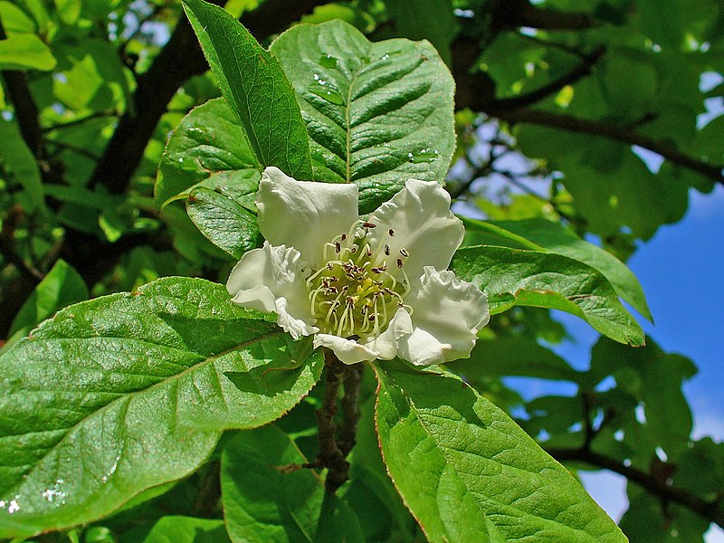800px-Mespilus_germanica_002.JPG