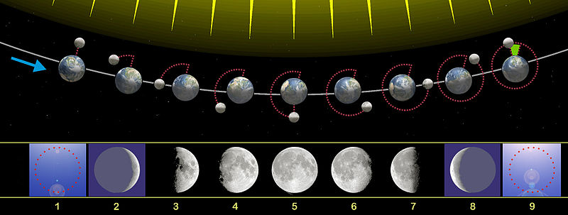 800px-Moon_phases_00.jpg