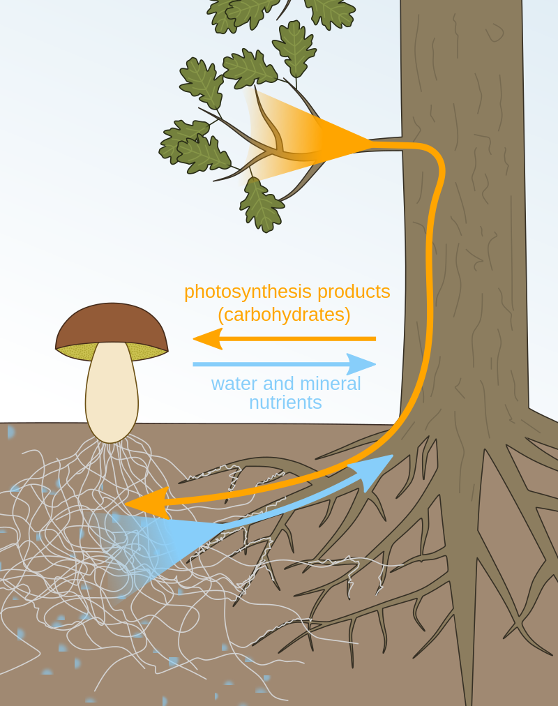 800px-Mutualistic_mycorrhiza_en.svg.png