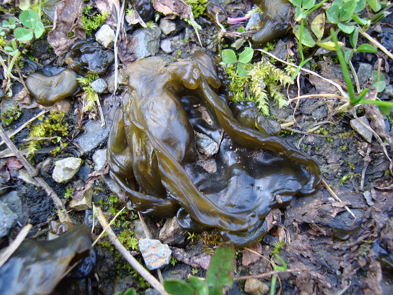 800px-Nostoc_sp._IKAl_20101113.jpg