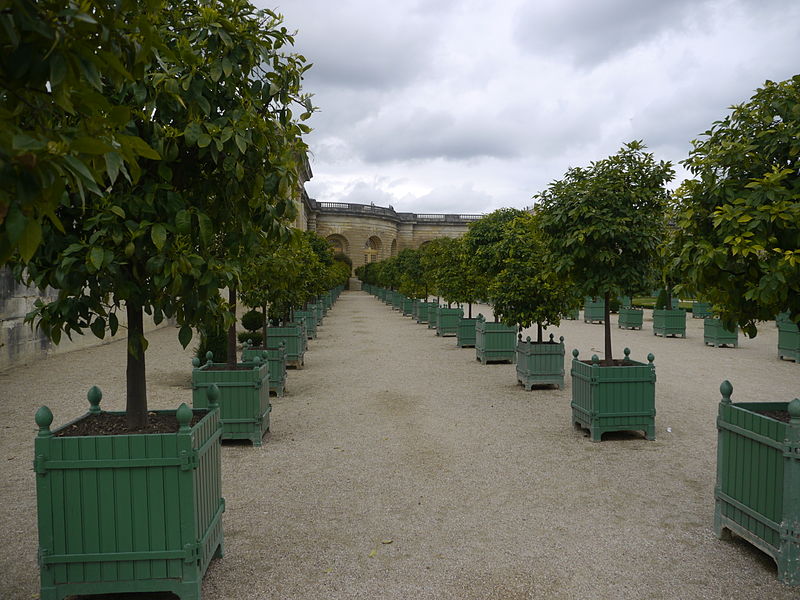 800px-Orangerie_de_Versailles_-_P1180619.jpg