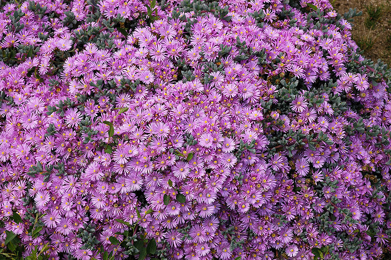 800px-Oscularia_Deltoides.jpg