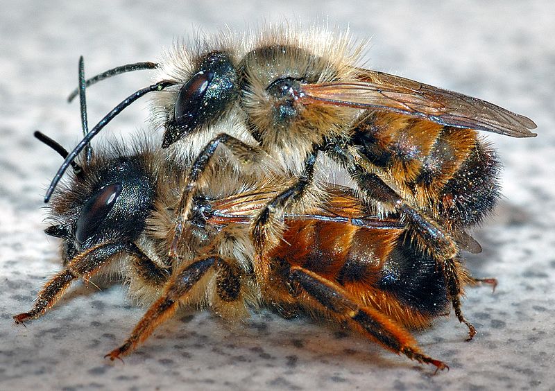 800px-Osmia_rufa_couple_%28aka%29.jpg