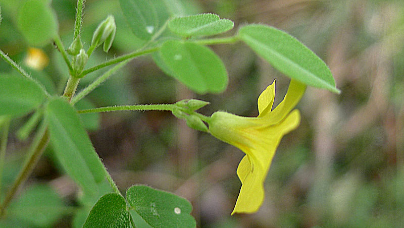 800px-Oxalis_frutescens_L._%2814695955666%29.jpg