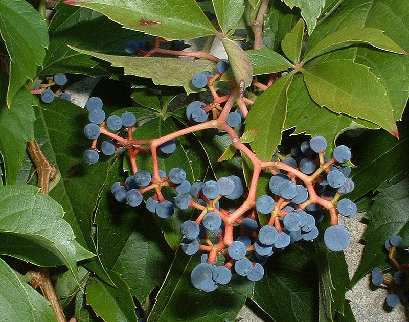 800px-Parthenocissus_quinquefolia_fructis.jpg