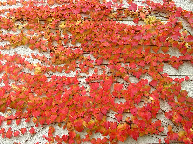 800px-Parthenocissus_tricuspidata_IMG_4835.jpg