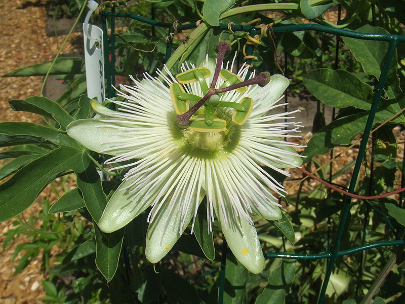 800px-Passiflora_caerulea_%27Constance_Elliot%27.jpg