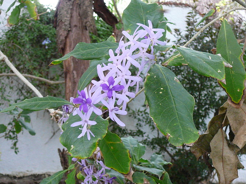 800px-Petrea_volubilis_0001.jpg