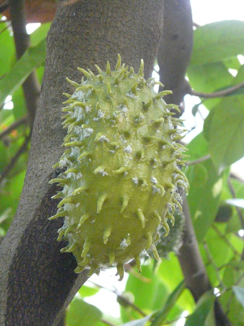 800px-Phipps_-_102.JPG