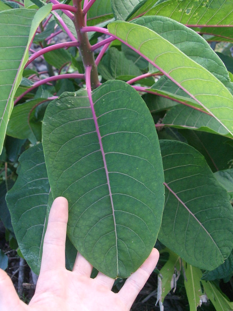 800px-Phytolacca_dioca_%285%29.JPG