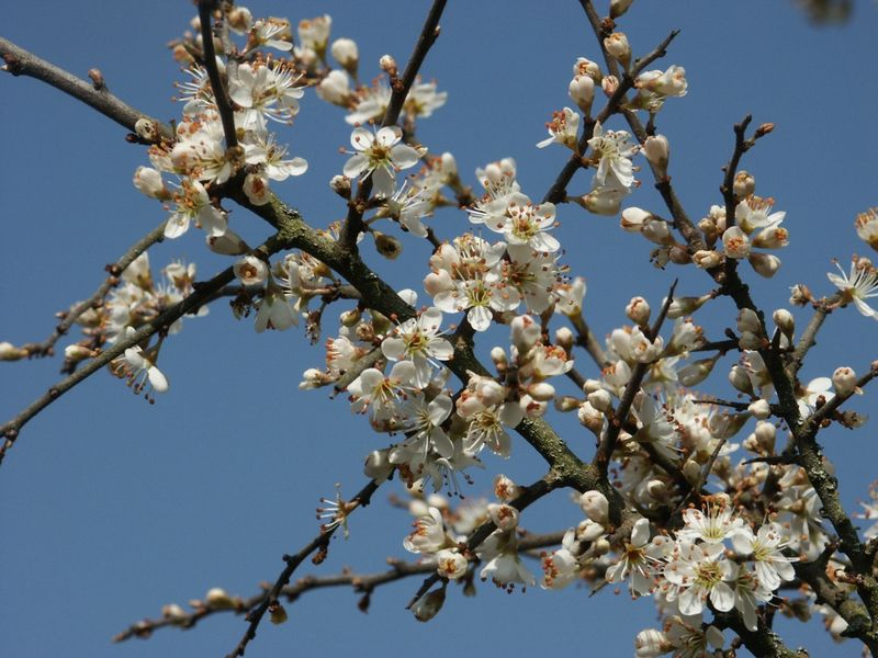 800px-Prunus_spinosa_130403.jpg