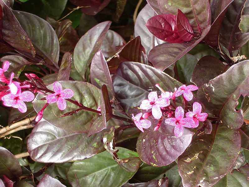 800px-Pseuderanthemum_carruthersii_atropurpureum.jpg