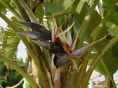 800px-Ravenala_madagascariensis_C.jpg