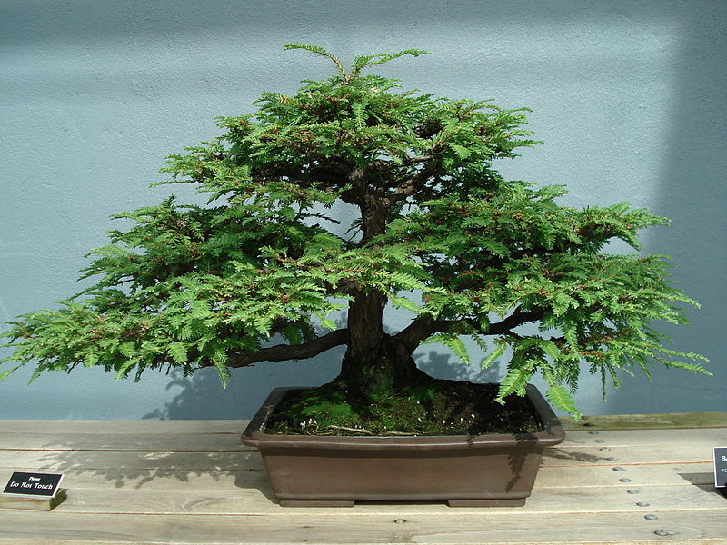 800px-Redwood_bonsai.JPG
