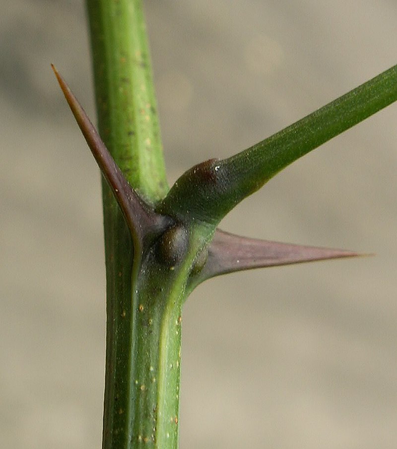 800px-Robinia_spines_kz.jpg