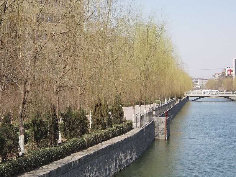 800px-SalixBabylonica.jpg