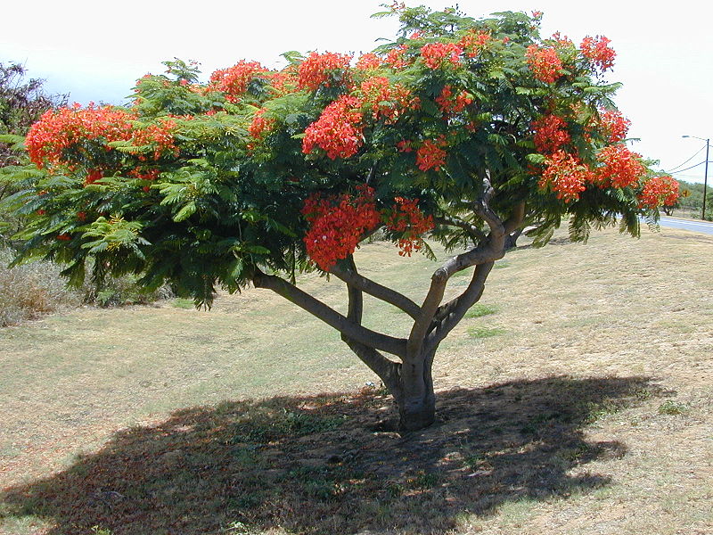 800px-Starr_020630-0010_Delonix_regia.jpg