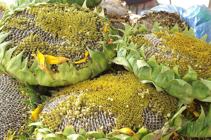 800px-Sunflower_head_snack.jpg